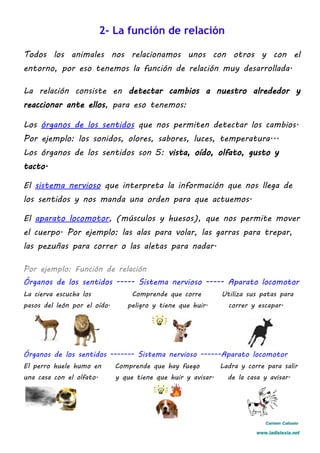 2- La función de relación
Todos los animales nos relacionamos unos con otros y con el
entorno, por eso tenemos la función de relación muy desarrollada.
La relación consiste en detectar cambios a nuestro alrededor y
reaccionar ante ellos, para eso tenemos:
Los órganos de los sentidos que nos permiten detectar los cambios.
Por ejemplo: los sonidos, olores, sabores, luces, temperatura...
Los órganos de los sentidos son 5: vista, oído, olfato, gusto y
tacto.
El sistema nervioso que interpreta la información que nos llega de
los sentidos y nos manda una orden para que actuemos.
El aparato locomotor, (músculos y huesos), que nos permite mover
el cuerpo. Por ejemplo: las alas para volar, las garras para trepar,
las pezuñas para correr o las aletas para nadar.
Por ejemplo: Función de relación
Órganos de los sentidos ----- Sistema nervioso ----- Aparato locomotor
La cierva escucha los Comprende que corre Utiliza sus patas para
pasos del león por el oído. peligro y tiene que huir. correr y escapar.
Órganos de los sentidos ------- Sistema nervioso ------Aparato locomotor
El perro huele humo en Comprende que hay fuego Ladra y corre para salir
una casa con el olfato. y que tiene que huir y avisar. de la casa y avisar.
Carmen Cañuelo
www.ladislexia.net
 