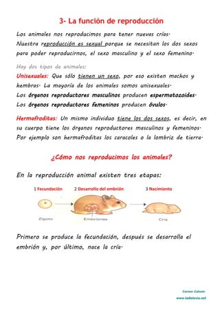 3- La función de reproducción
Los animales nos reproducimos para tener nuevas crías.
Nuestra reproducción es sexual porque se necesitan los dos sexos
para poder reproducirnos, el sexo masculino y el sexo femenino.
Hay dos tipos de animales:
Unisexuales: Que sólo tienen un sexo, por eso existen machos y
hembras. La mayoría de los animales somos unisexuales.
Los órganos reproductores masculinos producen espermatozoides.
Los órganos reproductores femeninos producen óvulos.
Hermafroditas: Un mismo individuo tiene los dos sexos, es decir, en
su cuerpo tiene los órganos reproductores masculinos y femeninos.
Por ejemplo son hermafroditas los caracoles o la lombriz de tierra.
¿Cómo nos reproducimos los animales?
En la reproducción animal existen tres etapas:
1 Fecundación 2 Desarrollo del embrión 3 Nacimiento
Primero se produce la fecundación, después se desarrolla el
embrión y, por último, nace la cría.
Carmen Cañuelo
www.ladislexia.net
 