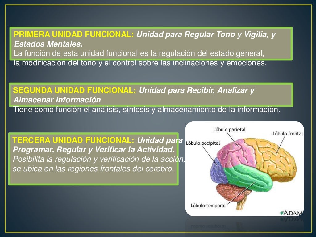 Las habilidadescognitivas luria