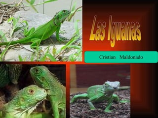 Las Iguanas Cristian  Maldonado 