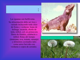 Alimentación : Las iguanas son herbívoras. Su alimentación debe ser rica y variada incluyendo toda clase de frutas y verduras: hojas de lechuga, escarola, diente de león, trébol, col; en primavera flores de frutales, calabacín o trébol; frutas del tiempo (manzana, uva, tomate, naranja) y alimentos cocinados tales como arroz hervido con verduras o copos de cereales.  Diente de león 
