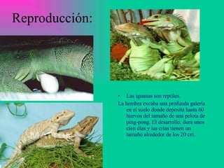 Reproducción: Las iguanas son reptiles.  La hembra   excaba  una profunda galería en el suelo donde deposita hasta 60 huevos del tamaño de una pelota de ping-pong. El desarrollo, dura unos cien días y las crías  tienen u n tamaño alrededor de los 20 cm.   