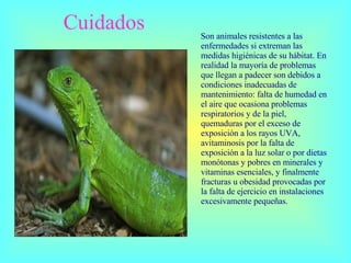 Cuidados  Son animales resistentes a las enfermedades  si  extreman las medidas higiénicas de su hábitat. En realidad la mayoría de problemas que llegan a padecer son debidos a condiciones inadecuadas de mantenimiento: falta de humedad en el aire que ocasiona problemas respiratorios y de la piel, quemaduras por el exceso de exposición a los rayos UVA, avitaminosis por la falta de exposición a la luz solar o por dietas monótonas y pobres en minerales y vitaminas esenciales, y finalmente fracturas u obesidad provocadas por la falta de ejercicio en instalaciones excesivamente pequeñas.   