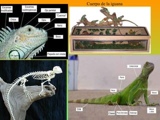Cuerpo de la iguana 