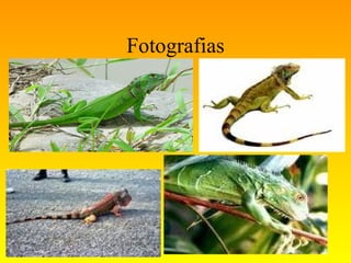 Fotografias 