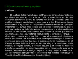 3.8 Endemismos animales y vegetales La Fauna El catálogo de los invertebrados del Parque es sorprendentemente rico en número de especies, con más de 1.400, y endemismos (el 5% son exclusivas del Parque, el 10% de Tenerife y el 27% de Canarias). Entre los reptiles, destaca el lagarto tizón, el perenquén y la lisa. Existe una avifauna relativamente rica y variada en comparación con el resto de los archipiélagos macaronésicos, aunque más escasa que en zonas continentales. El pinzón azul, que destaca por la fortaleza de su pico adaptado a la alimentación con semillas de pino canario, vive y nidifica en el cinturón de pinares que rodea la alta montaña de Tenerife, visitando habitualmente el territorio del Parque.  Otras aves comunes son el cernícalo común, el alcaudón real, el ratonero común y el canario. Los mamíferos están peor representados por la dificultad que tienen para colonizar las islas, a excepción de los murciélagos. En el Parque Nacional habitan 5 especies de murciélagos, el montañero, el de madeira, el orejudo canario, el nóctulo pequeño y el rabudo. El resto de mamíferos presentes han sido introducidos por el hombre a lo largo de la historia. Durante la época aborigen, llegaron cabras y ovejas, a finales del s. XV se aclimataron conejos y ratas, y hace sólo tres décadas se introdujo en Tenerife el muflón de Córcega con fines cinegéticos. 