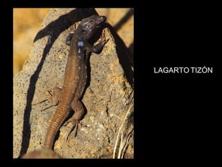 LAGARTO TIZÓN 