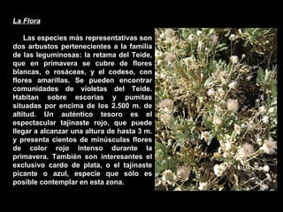 La Flora Las especies más representativas son dos arbustos pertenecientes a la familia de las leguminosas: la retama del Teide, que en primavera se cubre de flores blancas, o rosáceas, y el codeso, con flores amarillas. Se pueden encontrar comunidades de violetas del Teide. Habitan sobre escorias y pumitas situadas por encima de los 2.500 m. de altitud. Un auténtico tesoro es el espectacular tajinaste rojo, que puede llegar a alcanzar una altura de hasta 3 m. y presenta cientos de minúsculas flores de color rojo intenso durante la primavera. También son interesantes el exclusivo cardo de plata, o el tajinaste picante o azul, especie que sólo es posible contemplar en esta zona. 