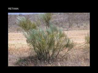 RETAMA 