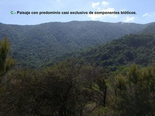C.-   Paisaje con predominio casi exclusivo de componentes bióticos. 