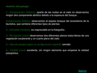 Análisis del paisaje: 1.- Componentes abióticos:  aparte de las nubes en el cielo no observamos ningún otro componente abiótico debido a la espesura del bosque. Componentes bióticos:  observamos el espeso bosque del ecosistema de la laurisilva, que contiene diferentes tipos de plantas. 2.- Actividad antrópica:  es inapreciable en la fotografía. 3.- Percepción visual:  observamos tres diferentes planos todos llenos de una vegetación exuberante y un cuarto plano del cielo. 4.- Tipo de paisaje según su configuración espacial:  cerrado 5.- Calidad visual:  excelente, sin ningún elemento que empeore la calidad paisajística.  ÍNDICE 