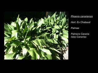 Phoenix canariensis Hort. Ex Chabaud  Palmae Palmera Canaria Islas Canarias 