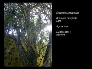 Drago de Madagascar Dracaena marginata Lam. Agavaceae Madagascar y Reunión 