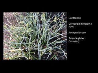 Cardoncillo Ceropegia dichotoma Haw. Asclepediaceae Tenerife (Islas Canarias) 