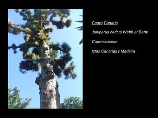 Cedro   Canario Juniperus cedrus Webb et Berth Cupressaceae Islas Canarias y Madeira 