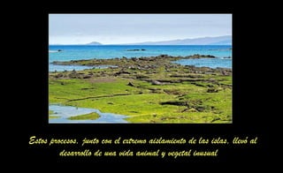 Estos procesos, junto con el extremo aislamiento de las islas, llevó al
desarrollo de una vida animal y vegetal inusual
 