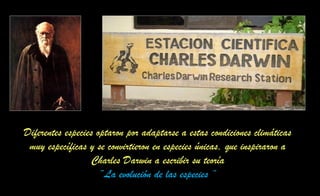 Diferentes especies optaron por adaptarse a estas condiciones climáticas
muy específicas y se convirtieron en especies únicas, que inspiraron a
Charles Darwin a escribir su teoría
“La evolución de las especies “
 