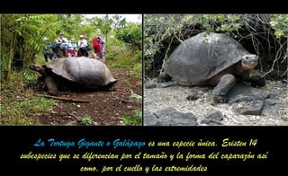 La Tortuga Gigante o Galápago es una especie única. Existen 14
subespecies que se diferencian por el tamaño y la forma del caparazón así
como, por el cuello y las extremidades
 