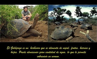 El Galápago es un herbívoro que se alimenta de nopal, frutas, hiervas y
hojas. Puede almacenar gran cantidad de agua, lo que le permite
sobrevivir en verano.
 