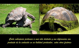 Cada subespecie pertenece a una isla distinta y sus diferencias son
producto de la evolución en su habitad particular, entre otros factores
 