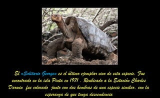 El «Solitario George» es el último ejemplar vivo de esta especie. Fue
encontrado en la isla Pinta en 1971 . Reubicado a la Estación Charles
Darwin fue colocado junto con dos hembras de una especie similar, con la
esperanza de que tenga descendencia
 