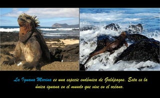 La Iguana Marina es una especie endémica de Galápagos. Esta es la
única iguana en el mundo que vive en el océano.
 