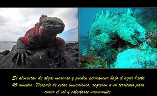 Se alimentan de algas marinas y pueden permanecer bajo el agua hasta
45 minutos. Después de estas inmersiones, regresan a su territorio para
tomar el sol y calentarse nuevamente.
 