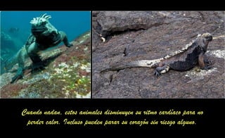 Cuando nadan, estos animales disminuyen su ritmo cardíaco para no
perder calor. Incluso pueden parar su corazón sin riesgo alguno.
 