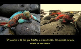 De acuerdo a la isla que habitan y la temporada, las iguanas marinas
varían en sus colores.
 