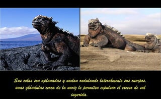 Sus colas son aplanadas y nadan ondulando lateralmente sus cuerpos,
unas glándulas cerca de la nariz le permiten expulsar el exceso de sal
ingerida.
 