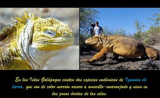 En las Islas Galápagos existen dos especies endémicas de Iguanas de
tierra, que son de color marrón oscuro a amarillo-anaranjado y viven en
las zonas áridas de las islas.
 