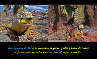 Las Iguanas de tierra se alimentan de flores, frutos y tallos de cactus;
se paran sobre sus patas traseras para alcanzar su comida.
 