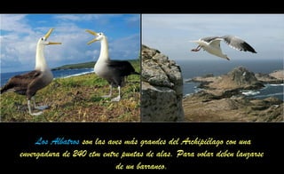 Los Albatros son las aves más grandes del Archipiélago con una
envergadura de 240 ctm entre puntas de alas. Para volar deben lanzarse
de un barranco.
 