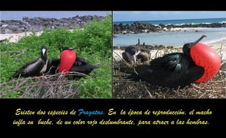 Existen dos especies de Fragatas. En la época de reproducción, el macho
infla su buche, de un color rojo deslumbrante, para atraer a las hembras.
 