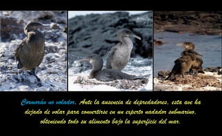 Cormorán no volador. Ante la ausencia de depredadores, esta ave ha
dejado de volar para convertirse en un experto nadador submarino,
obteniendo todo su alimento bajo la superficie del mar.
 
