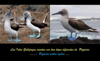 Las Islas Galápagos cuentan con tres tipos diferentes de Piqueros
…… Piqueros patas azules …
 