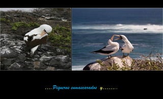 ….Piqueros enmascarados y……..
 