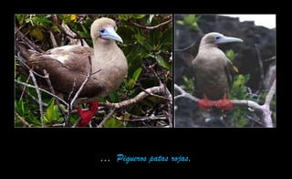 … Piqueros patas rojas.
 