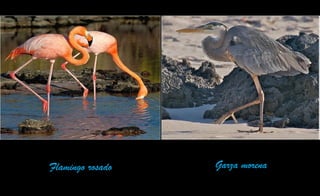 Flamingo rosado Garza morena
 