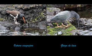 Ostrero cangrejero Garza de lava
 