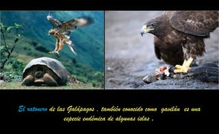 El ratonero de las Galápagos , también conocido como gavilán es una
especie endémica de algunas islas .
 