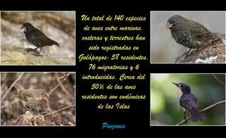 Un total de 140 especies
de aves entre marinas,
costeras y terrestres han
sido registradas en
Galápagos: 58 residentes,
76 migratorias y 6
introducidas. Cerca del
50% de las aves
residentes son endémicas
de las Islas
Pinzones
 