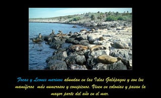 Focas y Leones marinos abundan en las Islas Galápagos y son los
mamíferos más numerosos y conspicuos. Viven en colonias y pasan la
mayor parte del año en el mar.
 