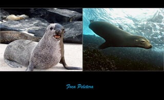 Foca Peletera
 