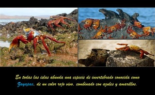 En todas las islas abunda una especie de invertebrado conocida como
Zayapas, de un color rojo vivo, combinado con azules y amarillos.
 