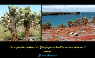 La vegetación endémica de Galápagos es también un caso único en el
mundo
Cactus Gigantes
 