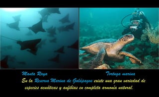 Manta Raya Tortuga marina
En la Reserva Marina de Galápagos existe una gran variedad de
especies acuáticas y anfibias en completa armonía natural.
 