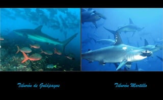 Tiburón de Galápagos Tiburón Martillo
 