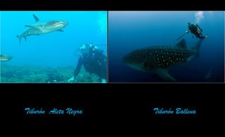 Tiburón Aleta Negra Tiburón Ballena
 