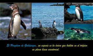 El Pingüino de Galápagos, su especie es la única que habita en el trópico
en plena línea ecuatorial.
 